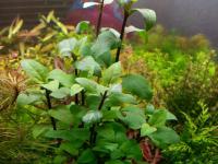 Acmella Repens