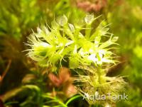 Aldrovanda vesiculosa