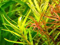 Ammannia Barnun