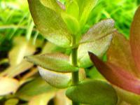 Bacopa Caroliniana