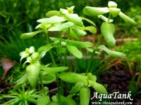 Bacopa Pantanal