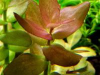 Bacopa sp. Colorata