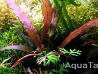 Barclaya Longifolia Red