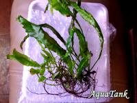 Bolbitis Dragon Tail