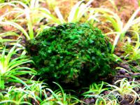 Bolbitis Gametophyte