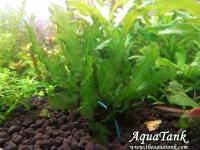 Bolbitis mini Trichomanes godmannii