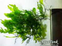 Bolbitis sp. Buea