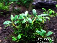 Bucephalandra Sekadau 1