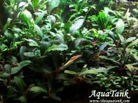 Bucephalandra species