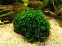 Callicostella Prabaktiana - moss sp. Sumatra