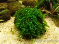 Callicostella sp. Gunung Sampit