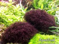 Caloglossa ср. beccarii Red moss Price: negotiated Malaxis metallica Price: negotiated Bucephalandra sp. Brunei Price: negotiated Bolbitis sp. Jawa Price: negotiated Bolbitis sp. "Dwarf" Price: negotiated Echinodorus sp. "Saturn 2006" Termas del Arapey Uruguay Price: negotiated Najas sp. Roraima Price: $6.06 Araceae sp. Halmahera Price: negotiated Scrophulariaceae sp. Vietnam Price: negotiated Bucephalandra sp. "Perfect Ghost" (Супер!) Дорого! Price: negotiated Bolbitis sp.