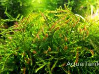 Canastra moss