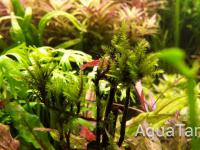 Climacium Japonicum