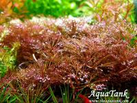 Cabomba Belem Red