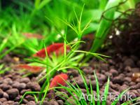 Crassula Australian