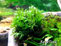 Crepidomanes sp. Calicut