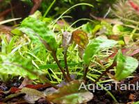 Cryptocorine scurrilis
