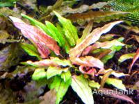 Cryptocoryne Green Gecko