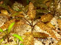 Cryptocoryne nurii Green Telang Selatan