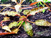 Cryptocoryne nurii "Rosen Maiden" Bt.Perah, Raub