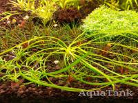 Cryptocoryne sp NILESHWAR-B