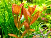 Cuphea Analagoidea