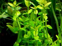 Deinostema Adenocaulum