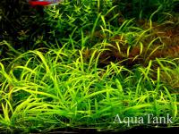 Echinodorus tenellus green