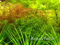 Elatine orientalis