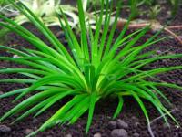 Eriocaulon Amami Oshima