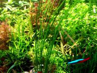Eriocaulon Father Duster
