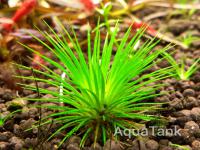 Eriocaulon From Phu Yen River. Vietnam