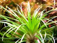 Eriocaulon Goias Itaberai