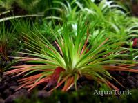 Eriocaulon H-Ra