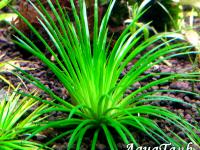 Eriocaulon Mang Yang