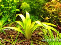 Eriocaulon Minas Star