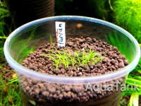 Eriocaulon Parvum Koernicke