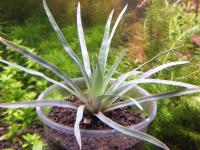 Eriocaulon Pineapple from Kamihata