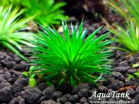 Eriocaulon Ratonagiriuni