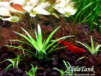 Eriocaulon Rio Banana