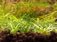 Eriocaulon Sulawesi