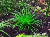 Eriocaulon Thailand