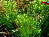 Eriocaulon Watery Eyes