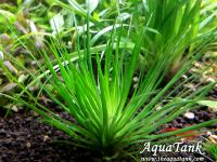 Eriocaulon sp. Amanomanium. Kirichima