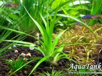 Eriocaulon compressium