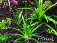 Eriocaulon Parkeri