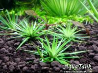 Eriocaulon sp. An son river