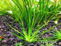 Eriocaulon sp Malayatoor