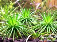Eriocaulon sp. Polaris